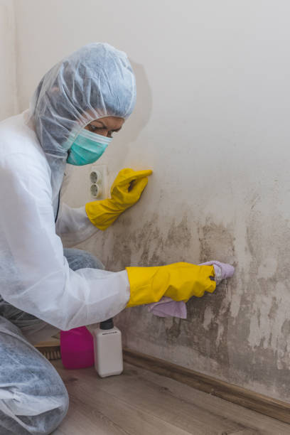 Best Mold Damage Restoration  in USA